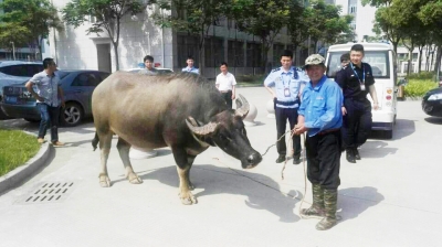 郑老汉将牛牵回。
