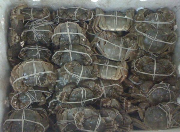 【提醒】坐飞机携带大闸蟹和月饼有讲究