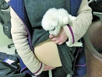 未婚女假装孕妇“肚”内藏狗 肚皮动得太狠露馅432125_ 未婚女假装孕妇“肚”内藏狗 肚皮动得太狠露馅