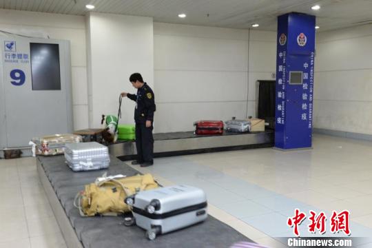 南昌昌北国际机场检疫犬上岗开启“人机犬”查验新模式(图)