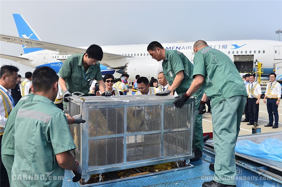 双胞胎大熊猫乘坐厦航“专机”空降鹭岛444155_ 双胞胎大熊猫乘坐厦航“专机”空降鹭岛