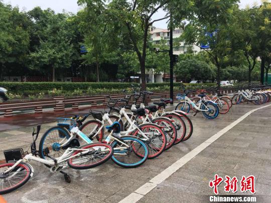 图为:被台风吹倒的共享单车。 钱晨菲 摄