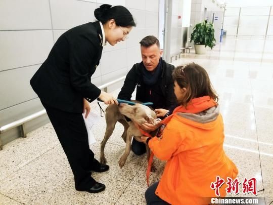 “宠物新政”实施首月上海浦东国际机场入境宠物骤增495731_ “宠物新政”实施首月上海浦东国际机场入境宠物骤增