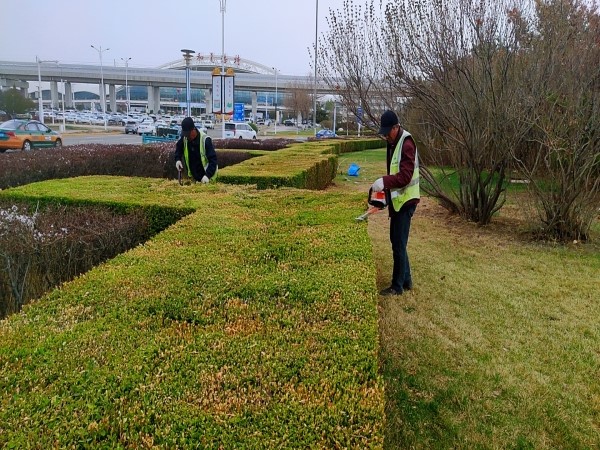 图:场区绿化养护